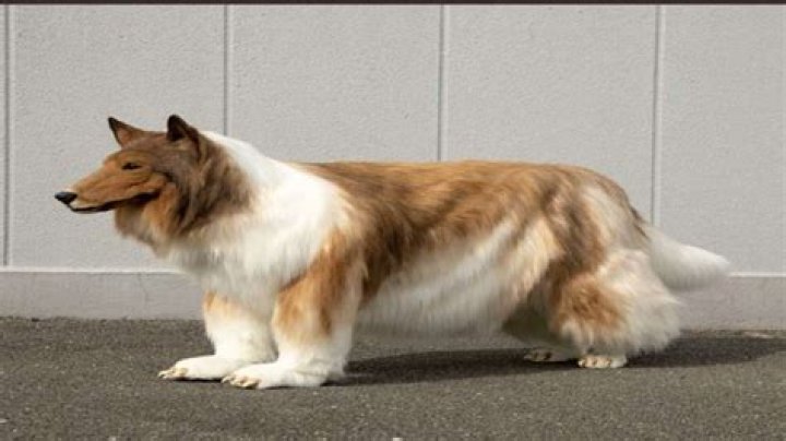 Japanese Man Collie Dog Costume: A Fun and Unique Trend